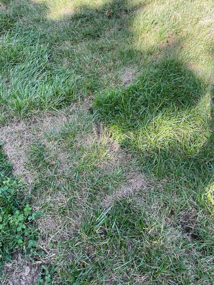 Professional yard maintenance in Brentwood, TN by Destined Landscapes