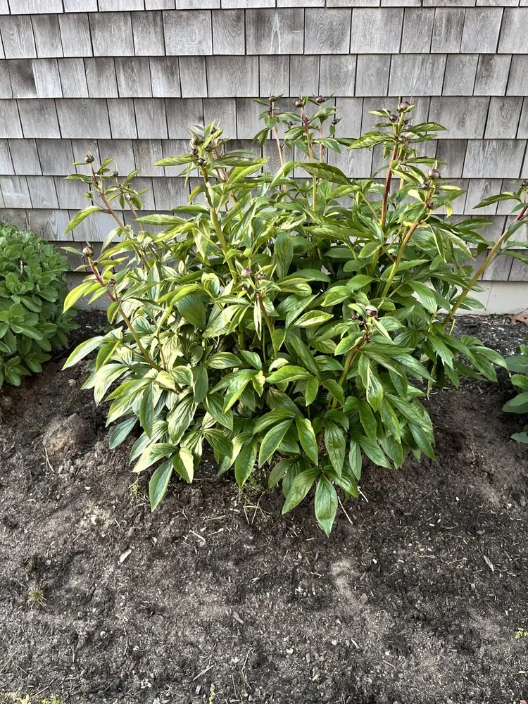 Custom lawn care service for homes across South Yarmouth, MA - Destiny Landscaping