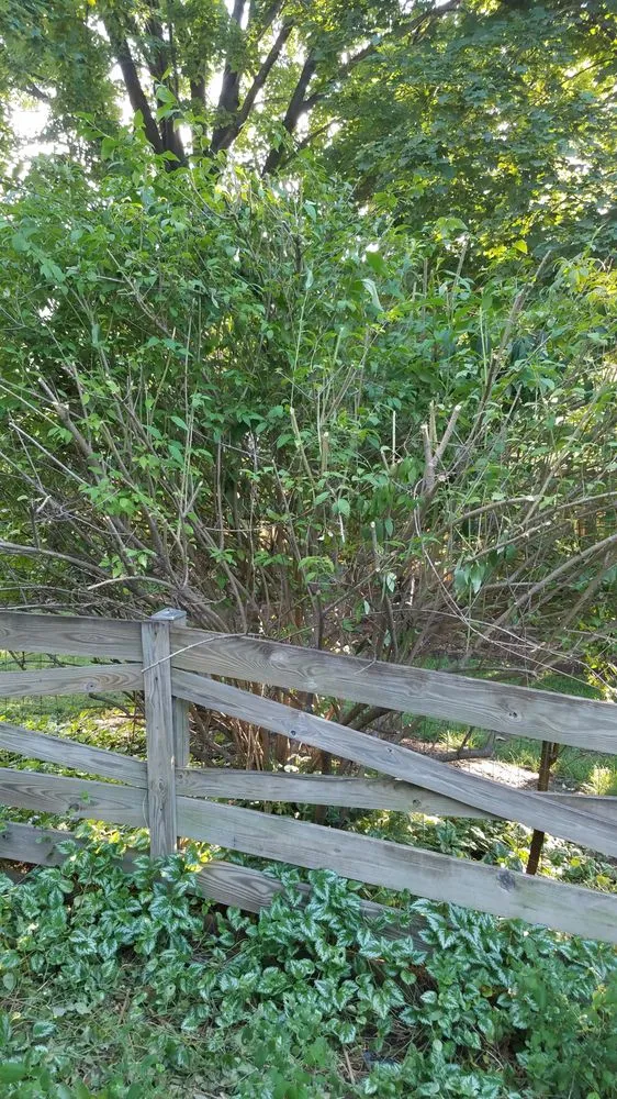 Trusted landscape installation experts serving Reston, VA - Desy General Contractor