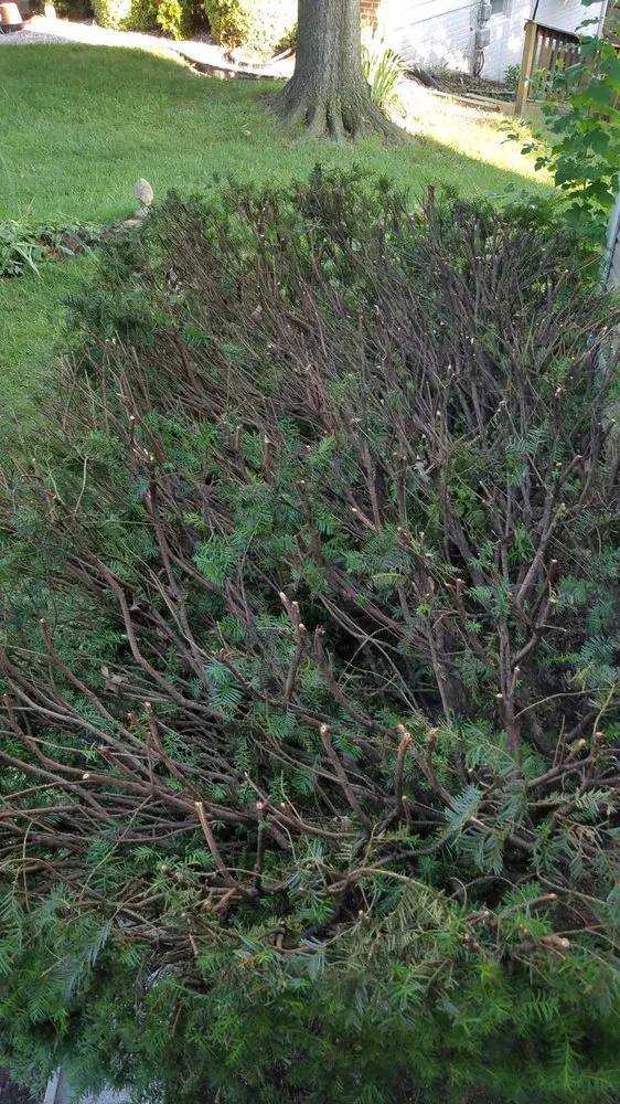 Affordable landscape design in Reston, VA - Desy General Contractor