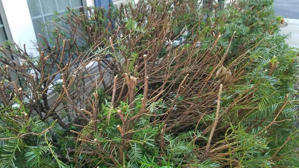 Trusted yard maintenance in Reston, VA - Desy General Contractor