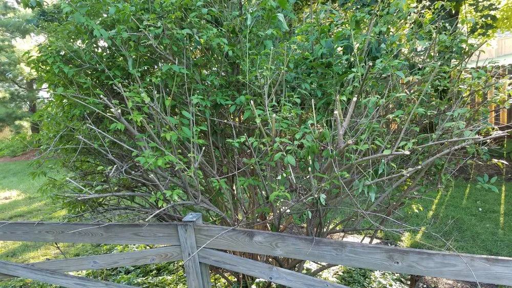 Affordable landscaping services in Reston, VA by Desy General Contractor