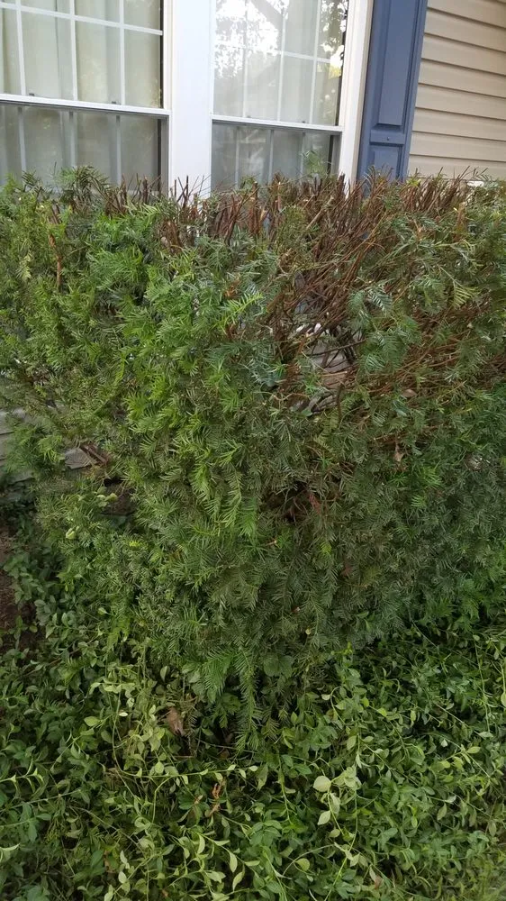 Professional outdoor landscaping experts serving Reston, VA - Desy General Contractor