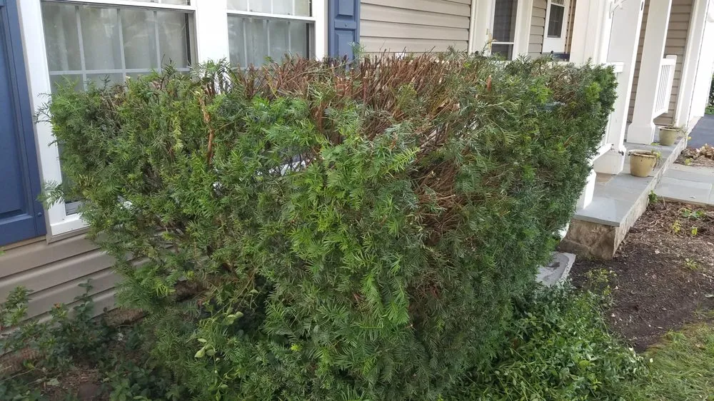 Affordable yard cleanup service with custom design in Reston, VA by Desy General Contractor