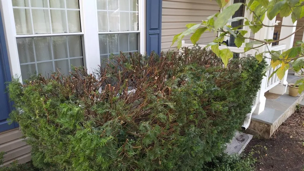 Top-rated yard maintenance in Reston, VA by Desy General Contractor