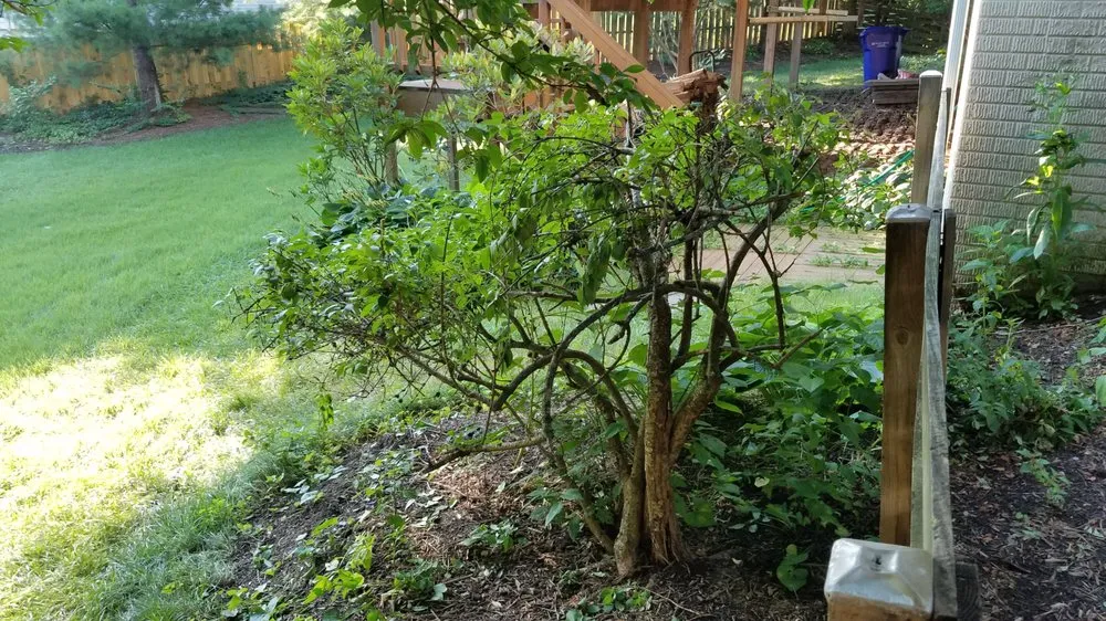 Local yard cleanup service in Reston, VA - Desy General Contractor