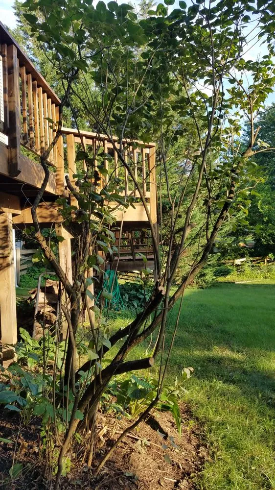 Local lawn care service with custom design across Reston, VA - Desy General Contractor