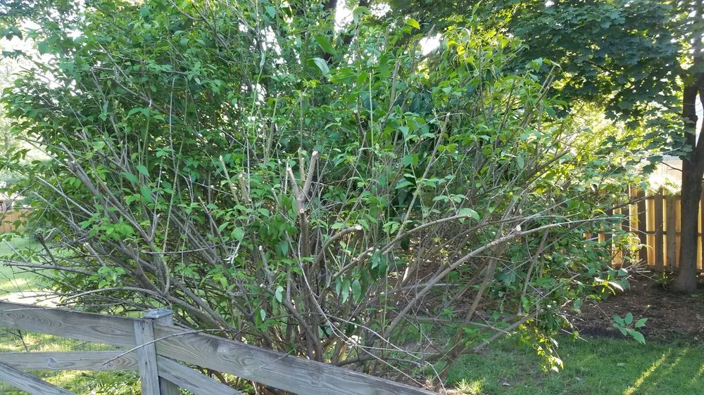 Reliable yard cleanup service experts serving Reston, VA - Desy General Contractor