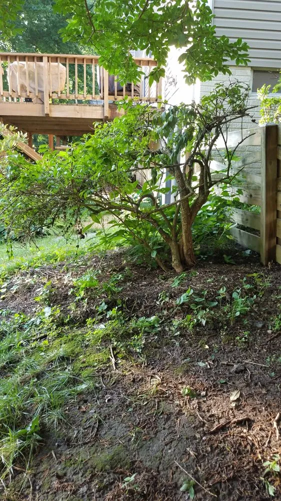 Affordable lawn care service experts serving Reston, VA - Desy General Contractor