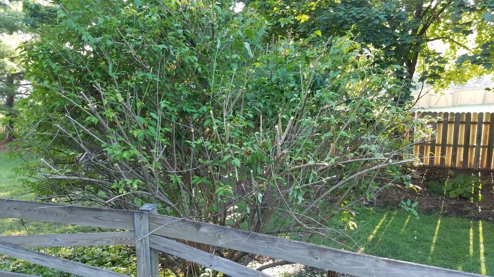 Top-rated landscape installation for outdoor upgrades in Reston, VA by Desy General Contractor