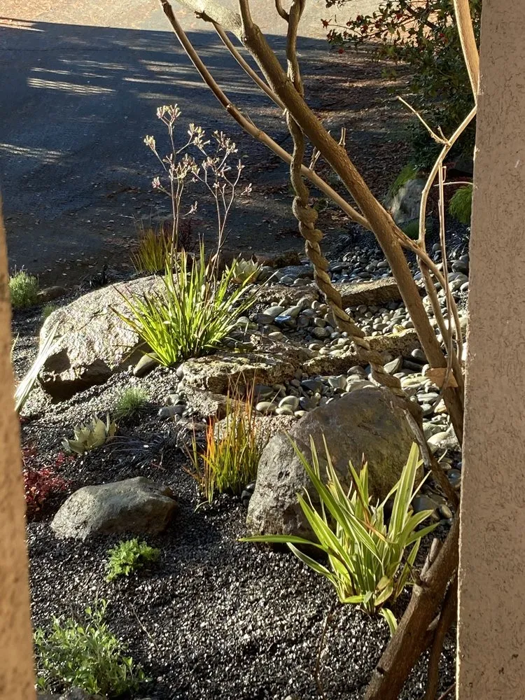 Professional yard maintenance near you in Oakland, CA by Detail Gardening