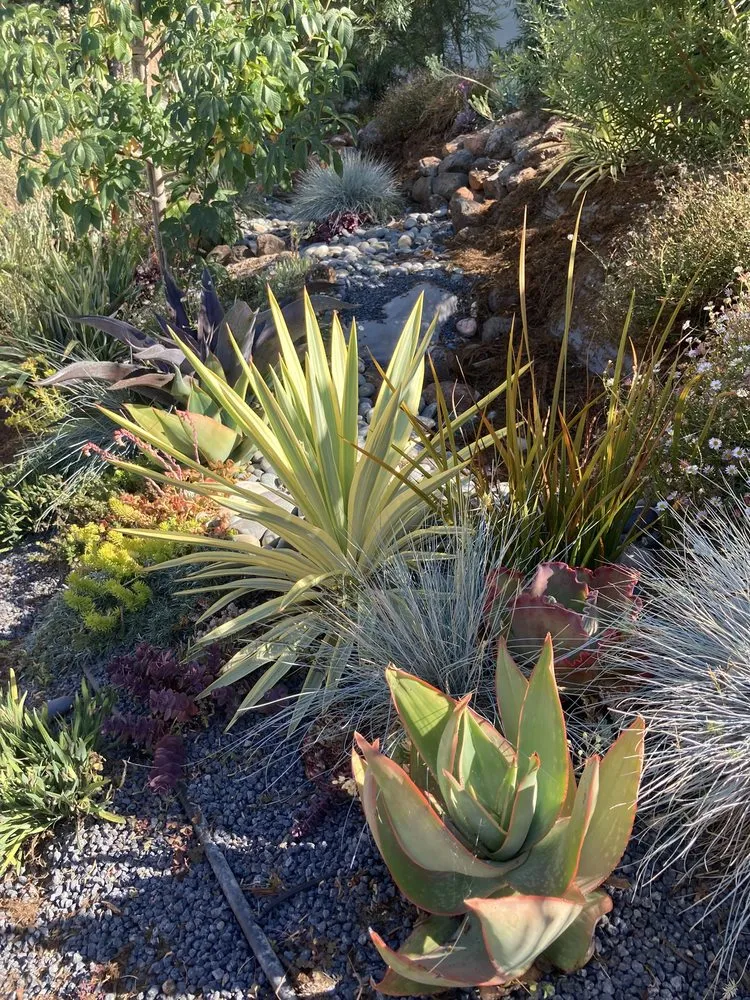 Reliable yard cleanup service experts serving Oakland, CA - Detail Gardening