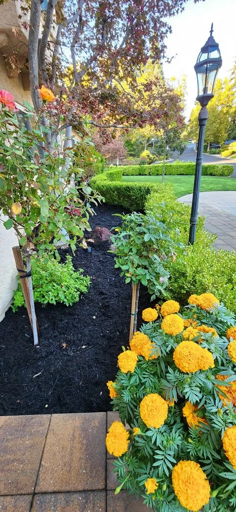 Local yard cleanup service experts serving San Pablo, CA - Detail M&M