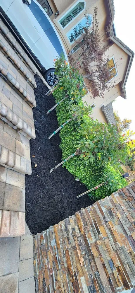 Expert yard maintenance experts serving San Pablo, CA - Detail M&M