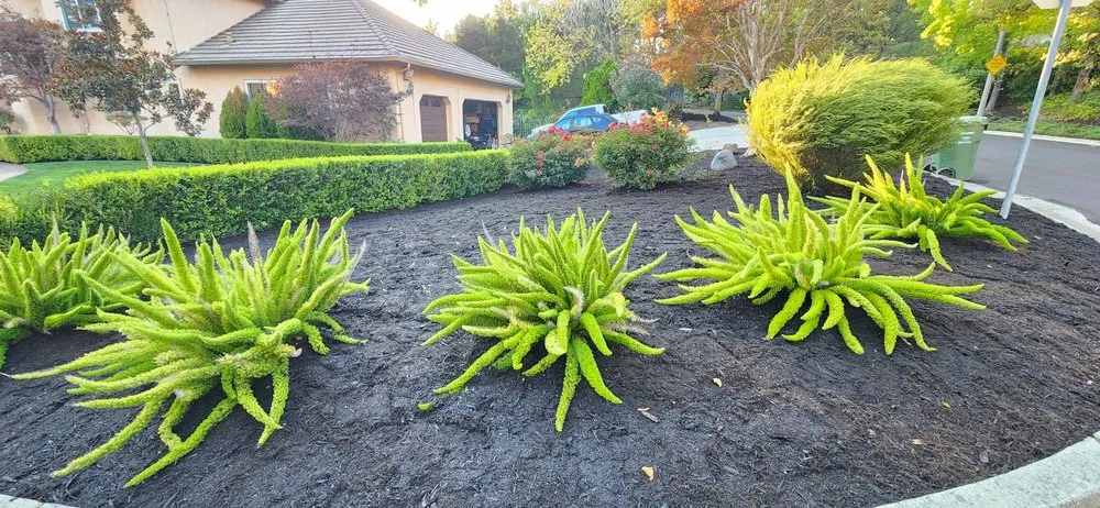 Professional garden landscaping in San Pablo, CA by Detail M&M