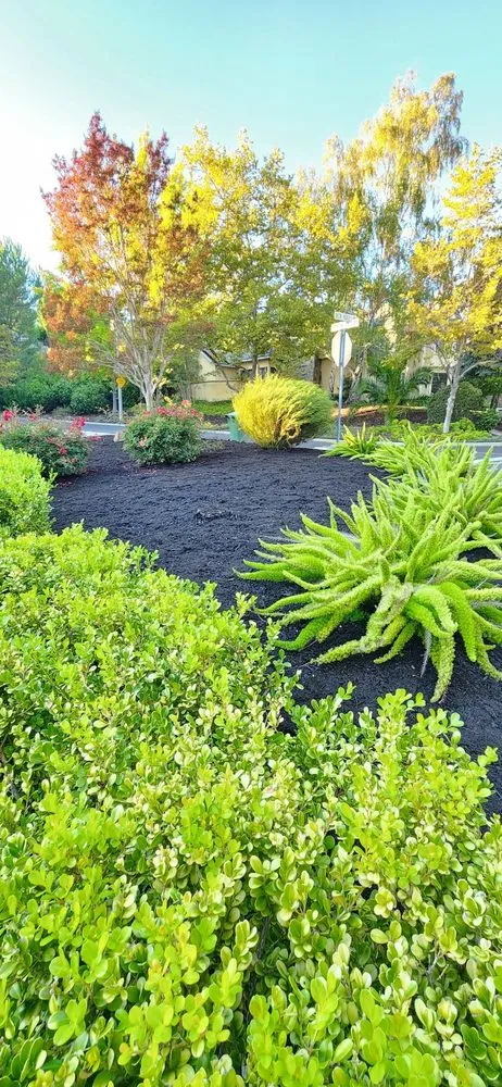 Affordable yard cleanup service in San Pablo, CA - Detail M&M