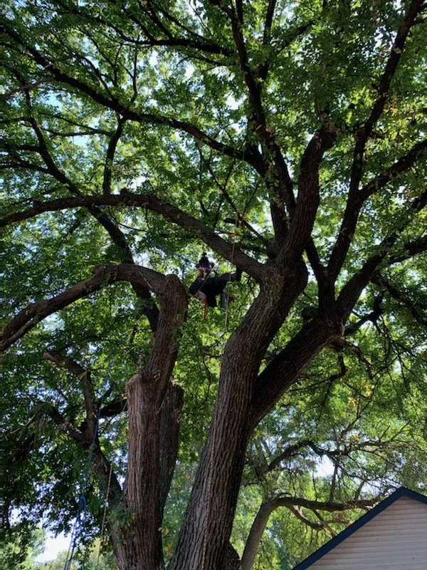 Local lawn care service experts serving Newton, KS - Detail Tree Works & Landscaping