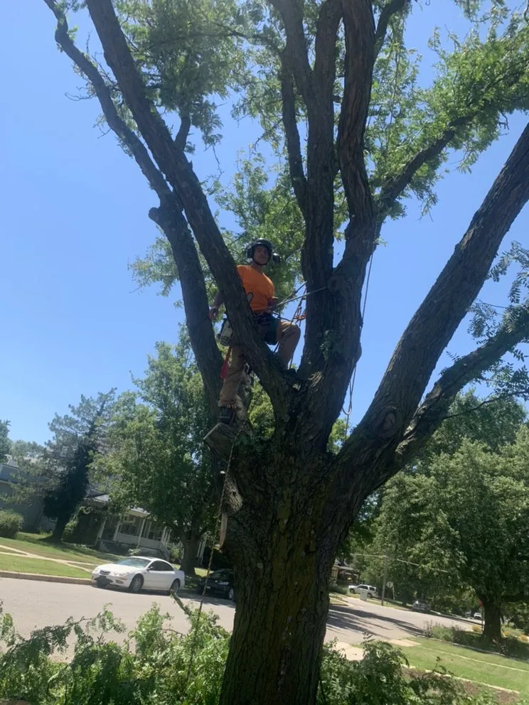 Custom lawn care service for beautiful yards across Newton, KS - Detail Tree Works & Landscaping