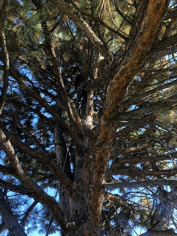 Trusted landscaping services in Newton, KS by Detail Tree Works & Landscaping