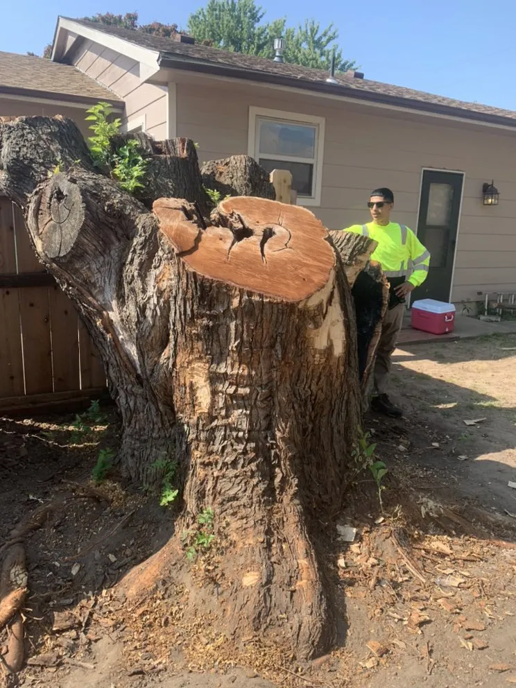 Expert outdoor landscaping for beautiful yards across Newton, KS - Detail Tree Works & Landscaping