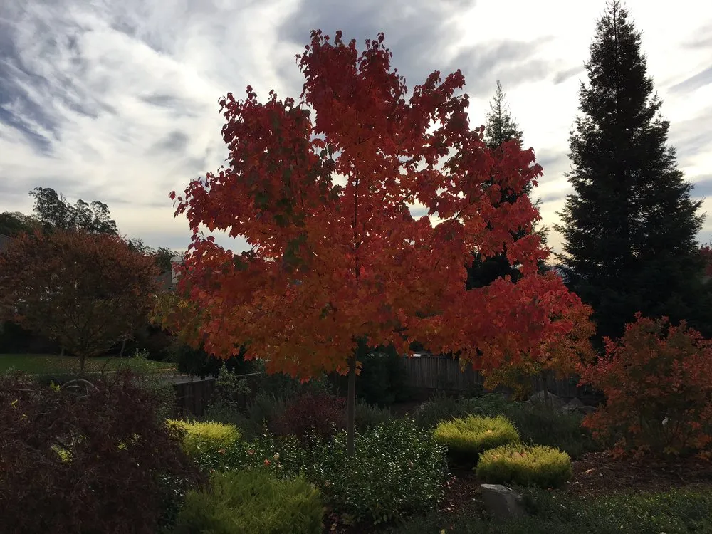 Top-rated residential landscaping with custom design in Petaluma, CA by Details Landscape Art