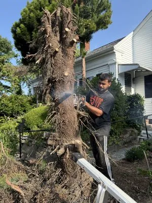 DeTerra Lawn Care & More Logo