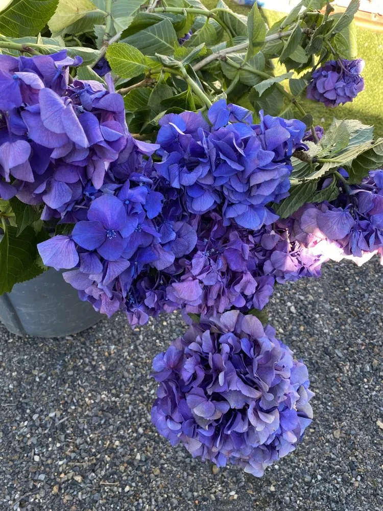 Reliable lawn mowing service for residential properties in Marysville, WA by Detorres Landscsping