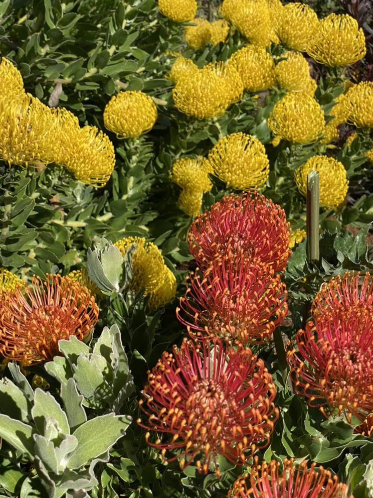 Top-rated landscaping services near you in Santa Cruz, CA by Deva Gardens