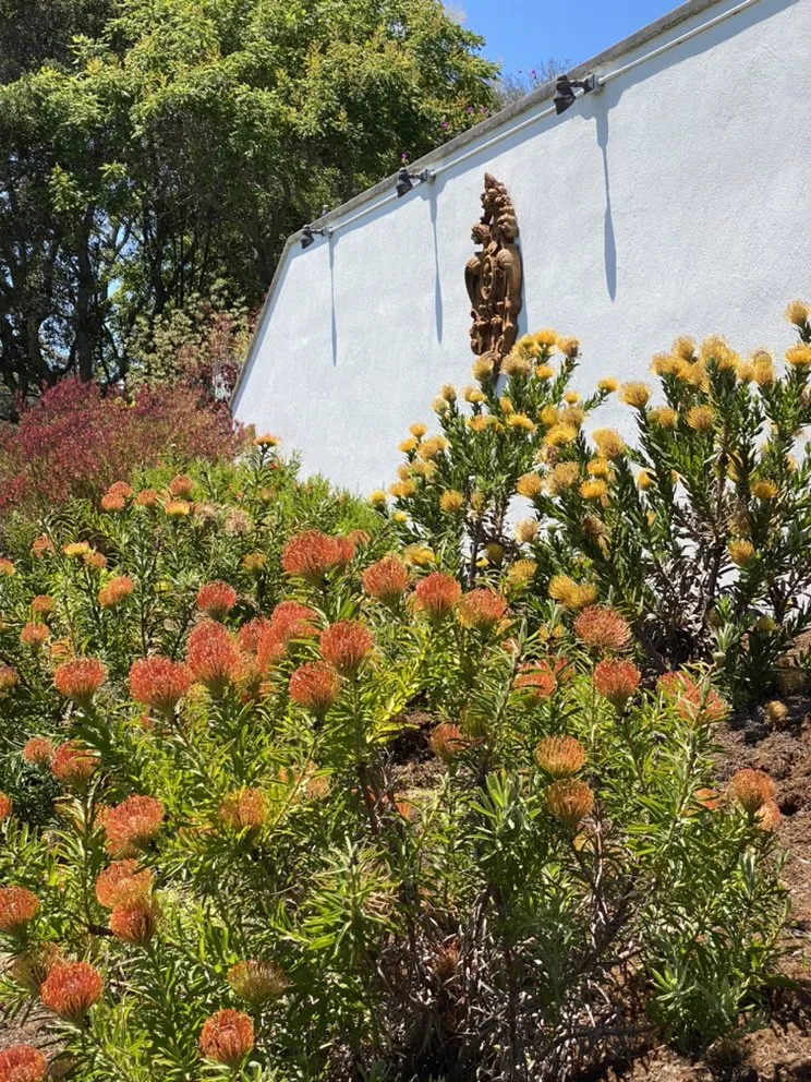 Top-rated lawn care service for homes across Santa Cruz, CA - Deva Gardens