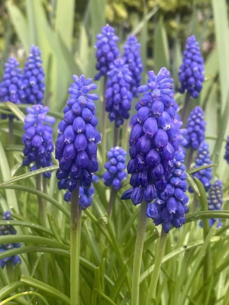 Trusted landscape design in Santa Cruz, CA - Deva Gardens