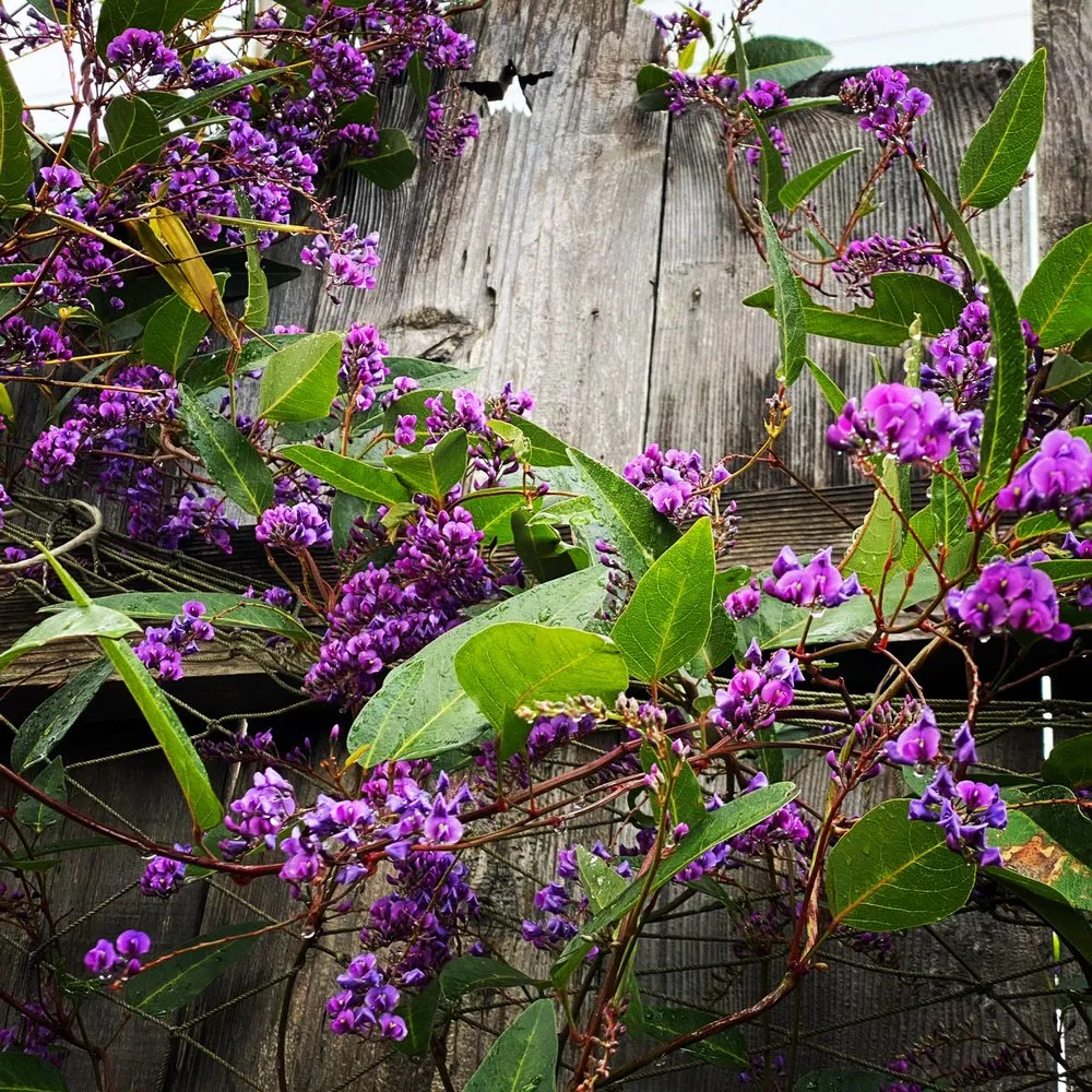 Expert garden landscaping for year-round maintenance across Santa Cruz, CA - Deva Gardens