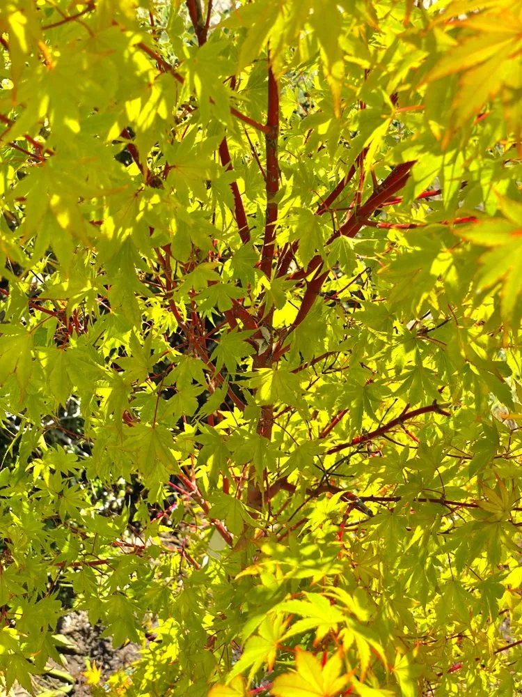 Expert yard maintenance in Santa Cruz, CA - Deva Gardens