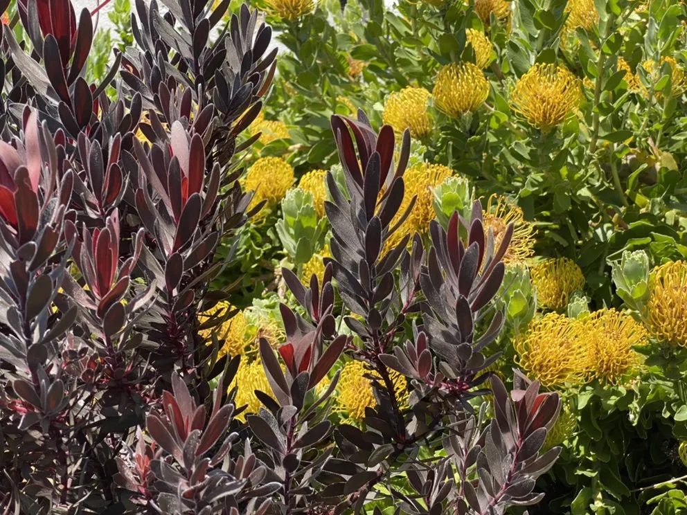 Professional yard maintenance in Santa Cruz, CA by Deva Gardens