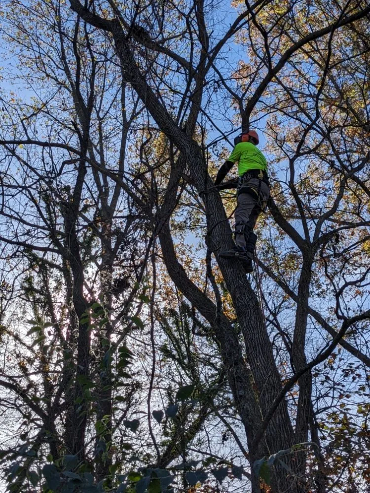 Top-rated landscape installation in Evansville, IN - Devers Tree Care