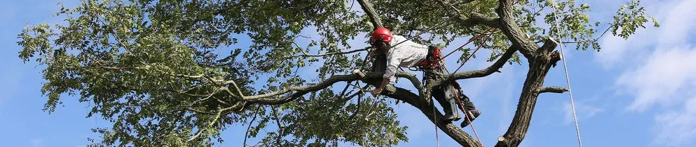 Expert residential landscaping for year-round maintenance across Moncks Corner, SC - Devil Dog Lawn Care