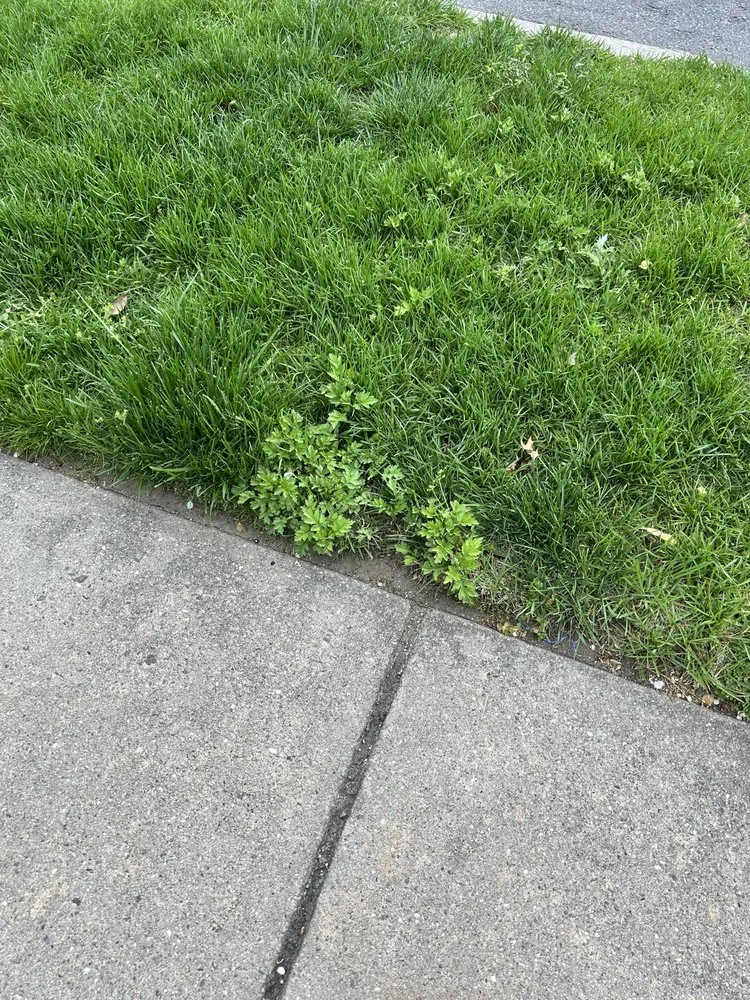 Affordable landscape installation for residential properties across Houston, TX - Devin Landscapes