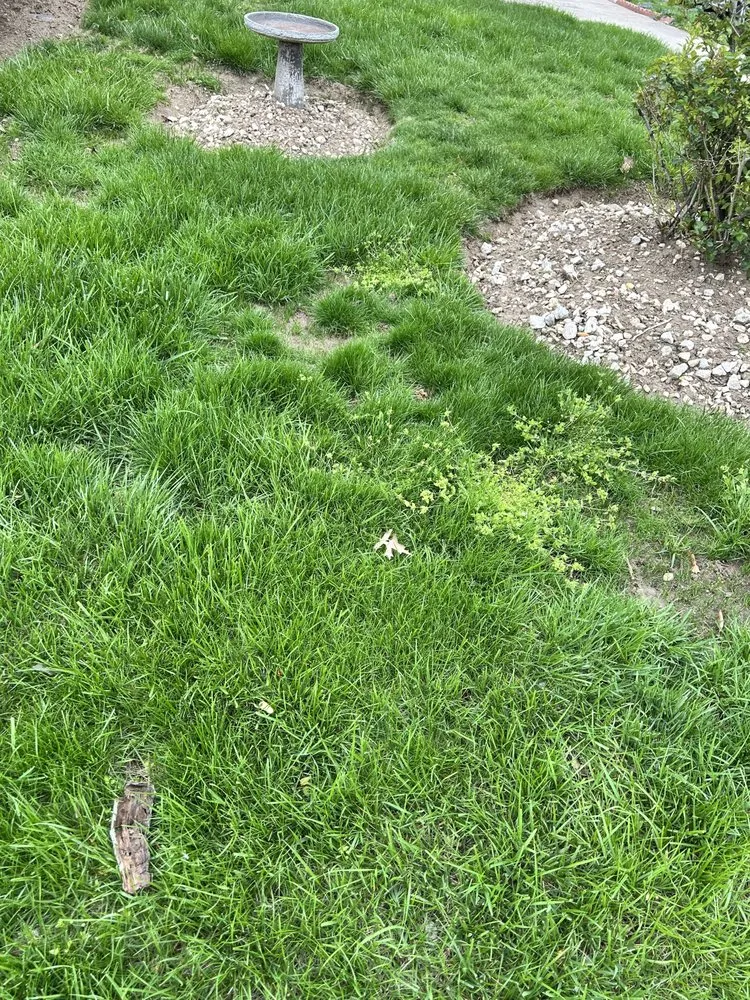 Expert landscape design in Houston, TX - Devin Landscapes