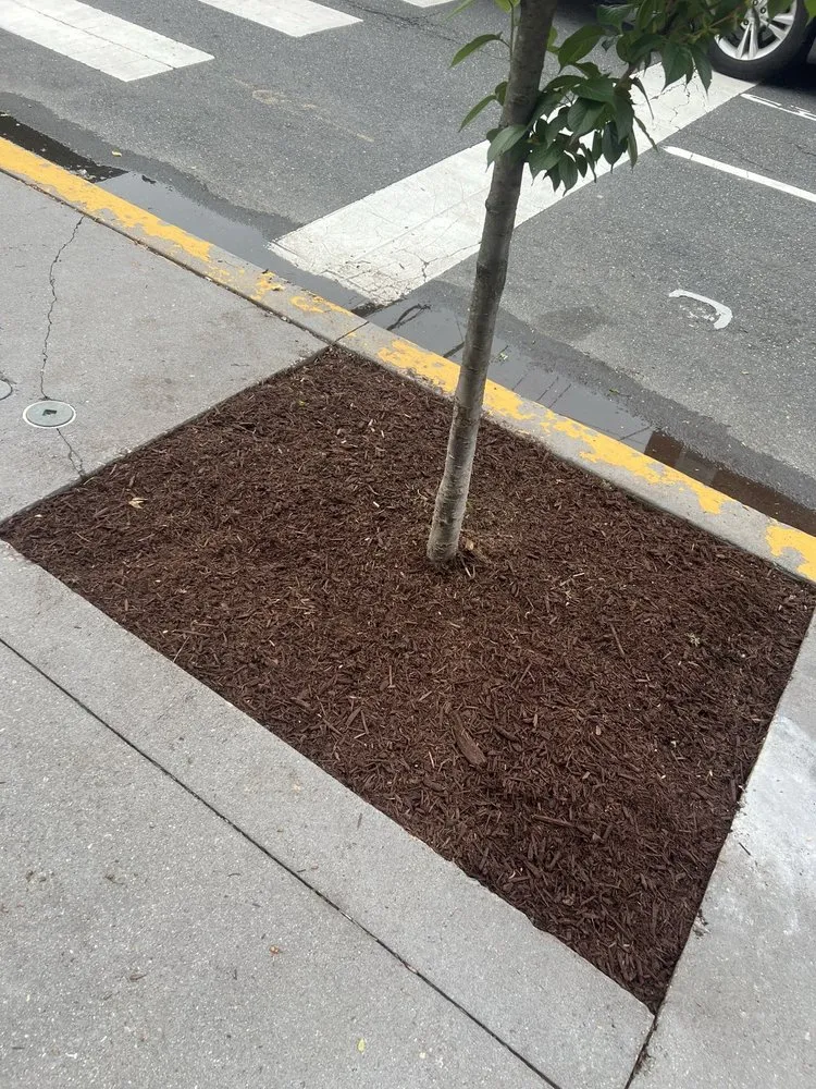 Affordable yard cleanup service in Houston, TX by Devin Landscapes