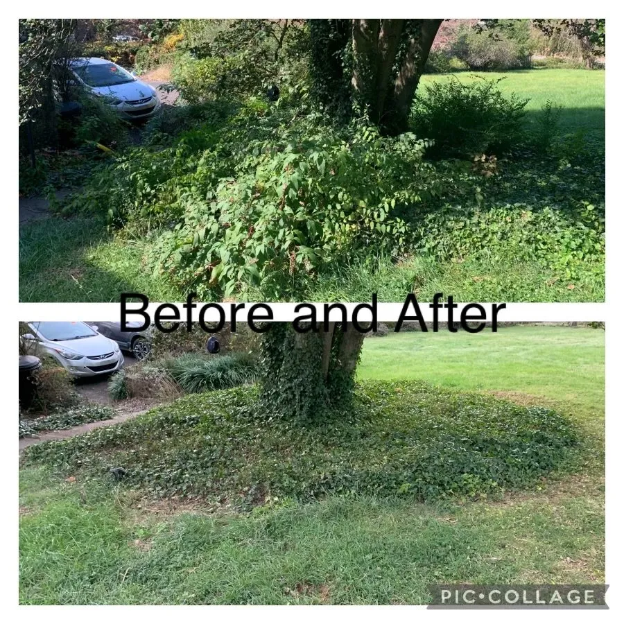 Local yard cleanup service for year-round maintenance across Culpeper, VA - Devon's Landscaping Plus