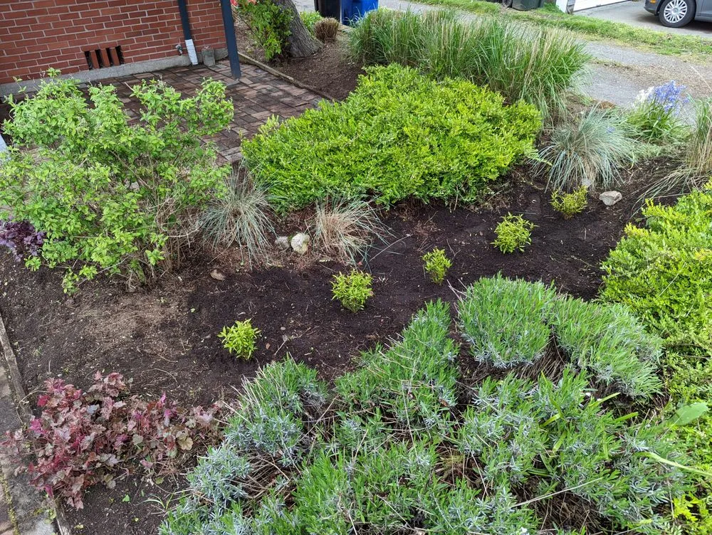 Local yard maintenance for outdoor upgrades in Seattle, WA by Devonshire Landscapes