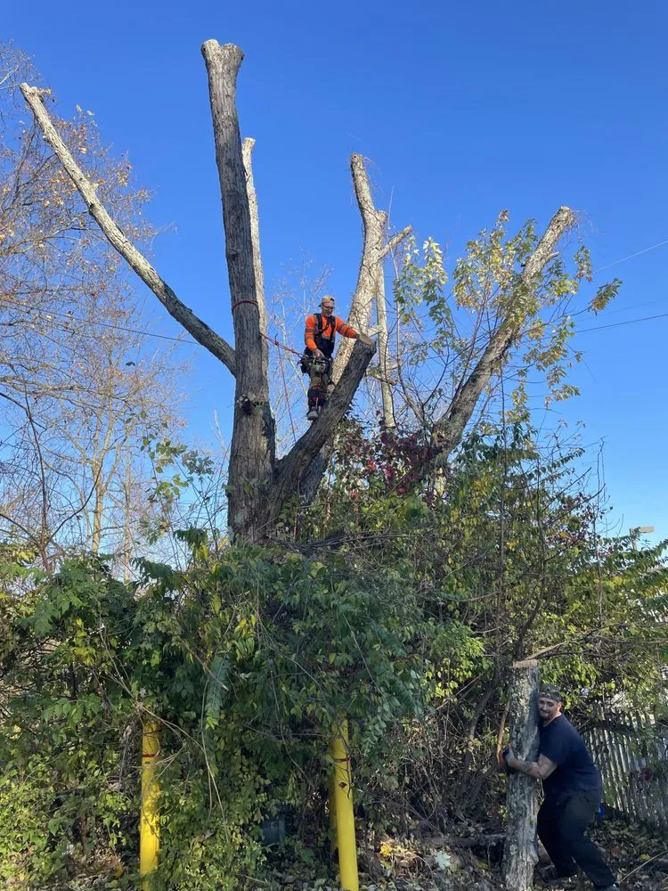 Expert yard cleanup service in Canonsburg, PA - Devs Climb N Cut