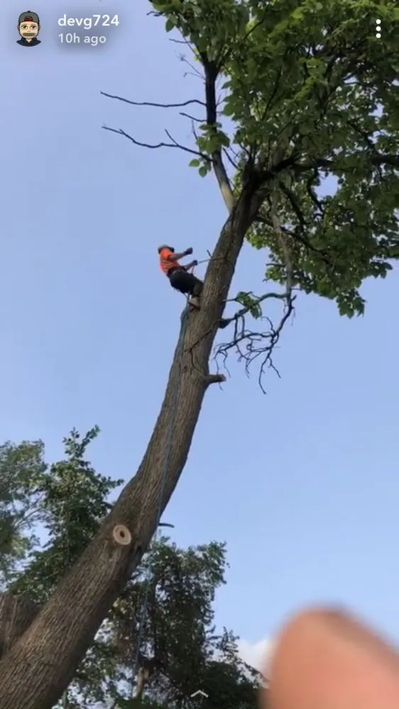 Local outdoor landscaping in Canonsburg, PA by Devs Climb N Cut