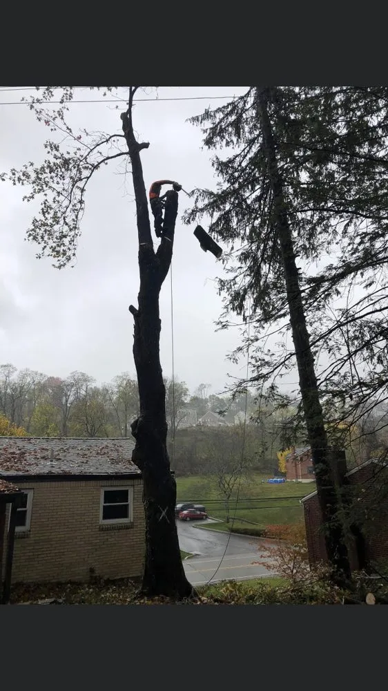 Custom landscape installation in Canonsburg, PA by Devs Climb N Cut