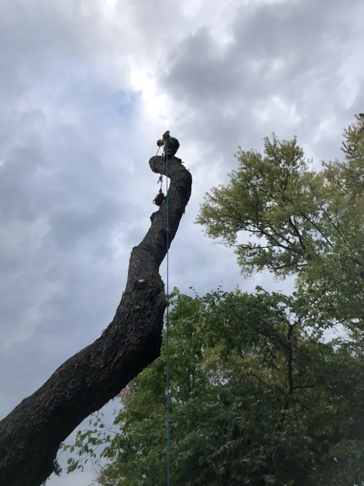 Local landscape installation in Canonsburg, PA by Devs Climb N Cut