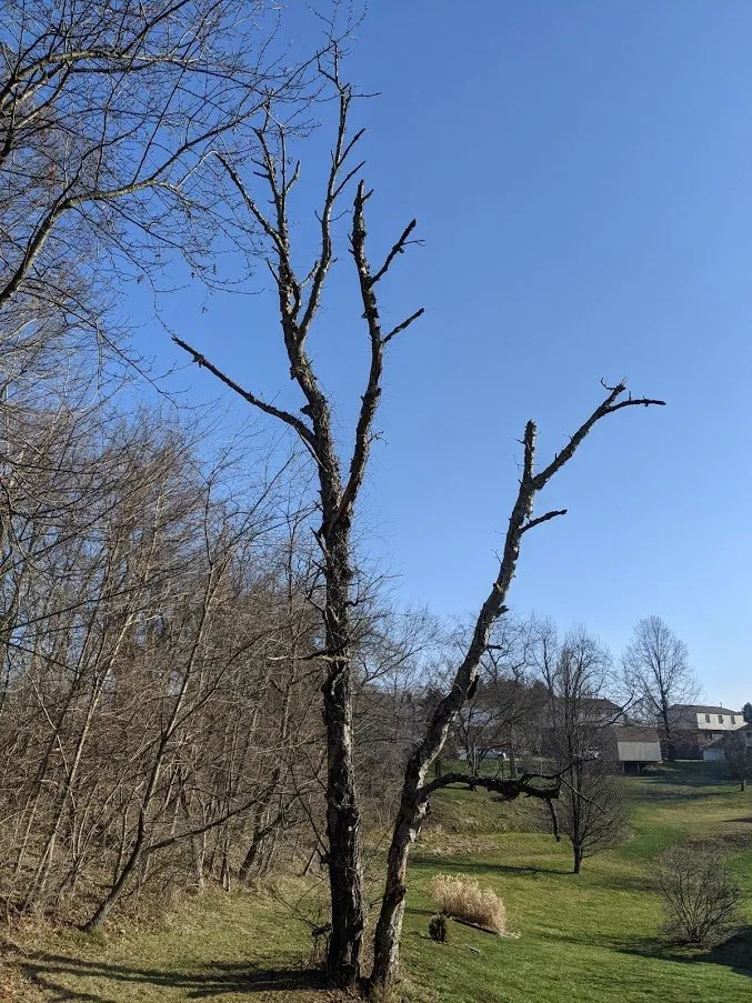 Professional landscaping services with custom design in Canonsburg, PA by Devs Climb N Cut