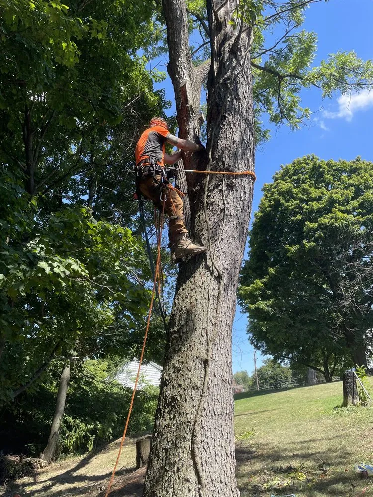 Affordable landscape design for year-round maintenance in Canonsburg, PA by Devs Climb N Cut