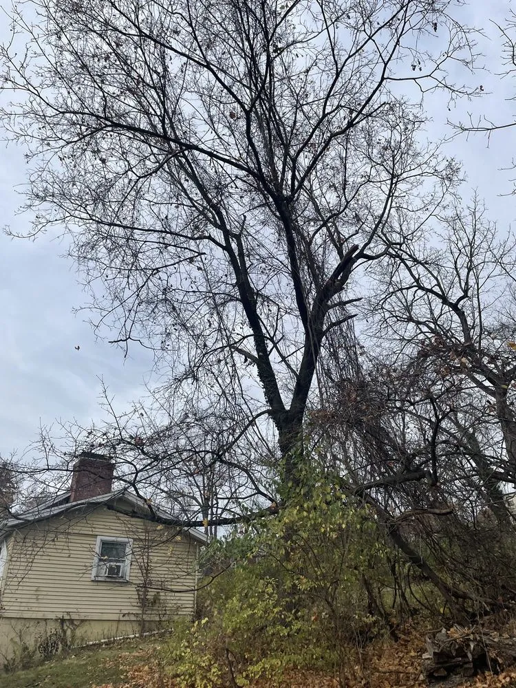 Custom garden landscaping experts serving Canonsburg, PA - Devs Climb N Cut