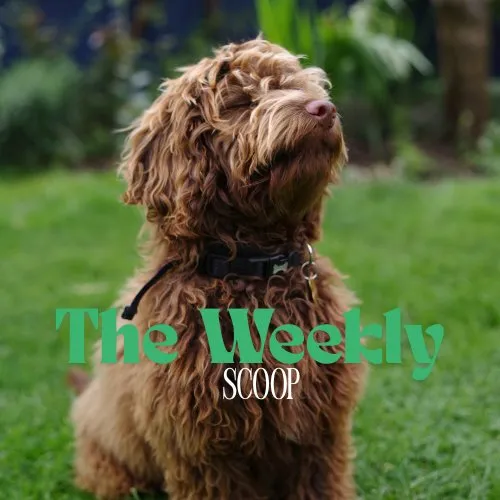 Top-rated lawn mowing service for beautiful yards in Lakeland, FL by Dew Dew Pet & Lawn Services