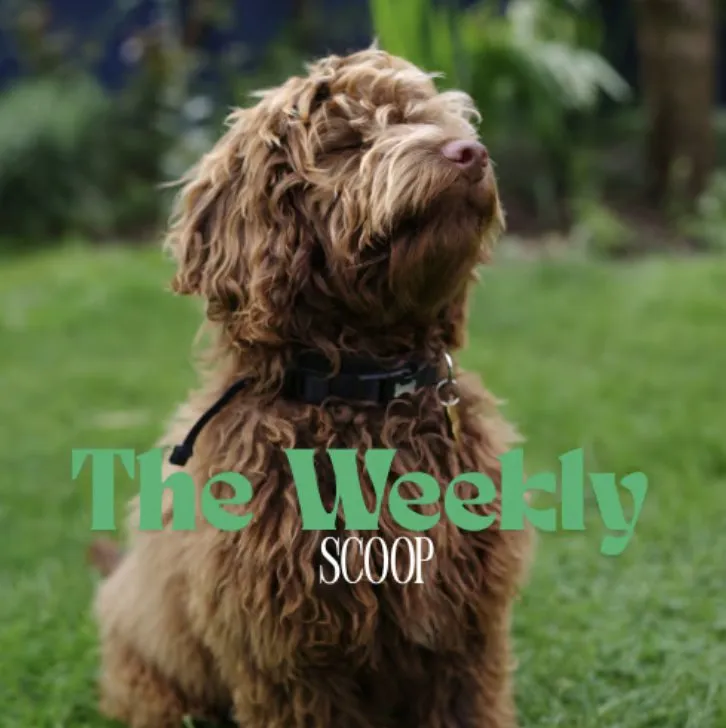 Professional garden landscaping for residential properties in Lakeland, FL by Dew Dew Pet & Lawn Services