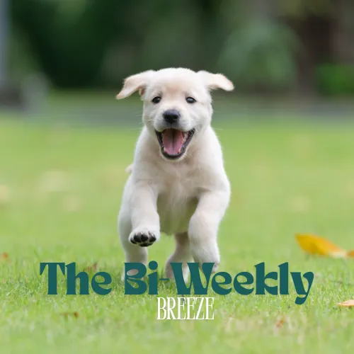 Local lawn care service in Lakeland, FL - Dew Dew Pet & Lawn Services